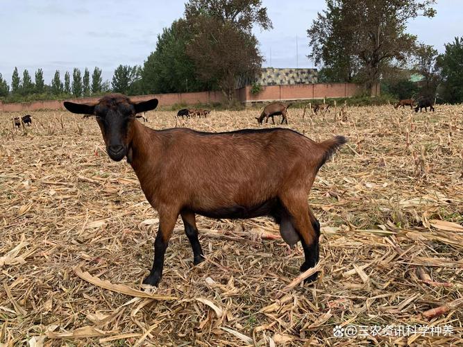 山羊品种选哪个，养殖赚钱更快？-图3