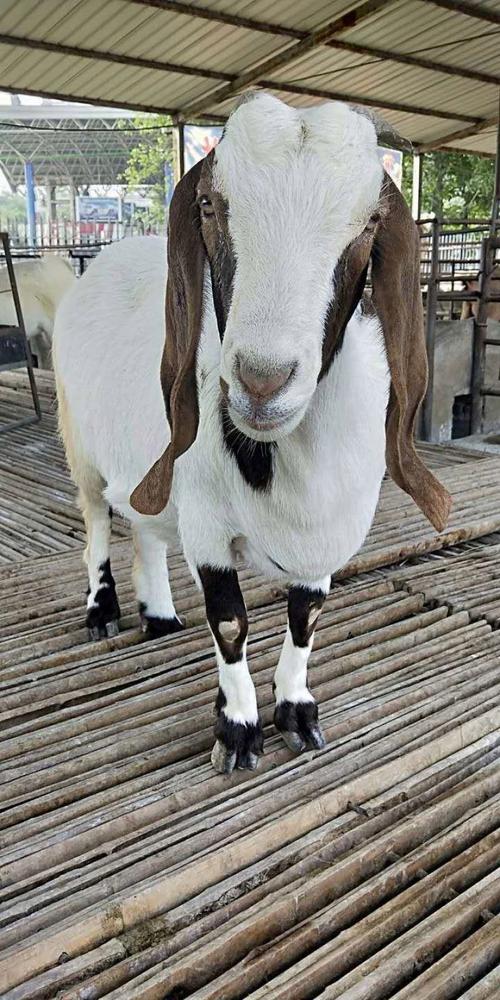 山羊品种选哪个，养殖赚钱更快？-图2