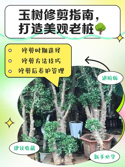 树桩盆景修剪技术流程是怎样的？-图3