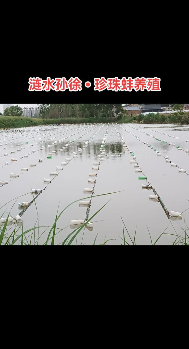 河蚌家庭养殖技术有哪些关键点？-图1