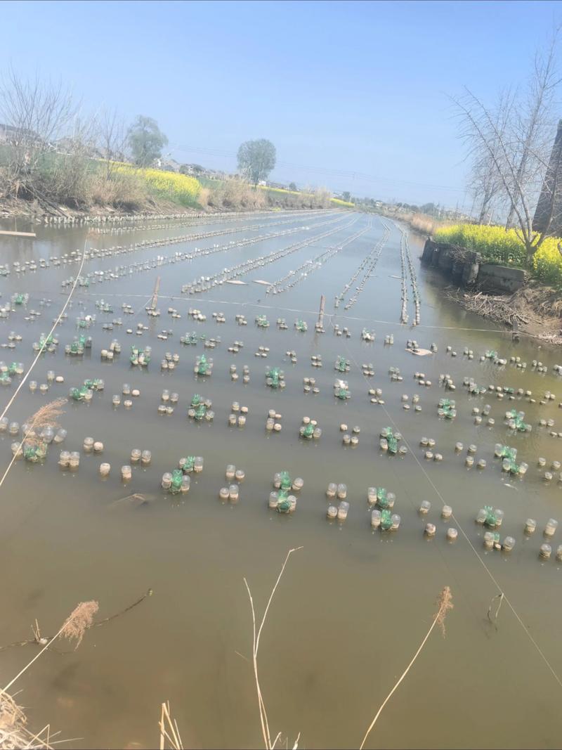 河蚌家庭养殖技术有哪些关键点？-图3