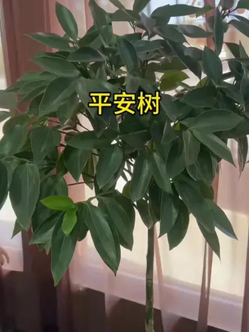 平安树常见品种有哪些？-图1