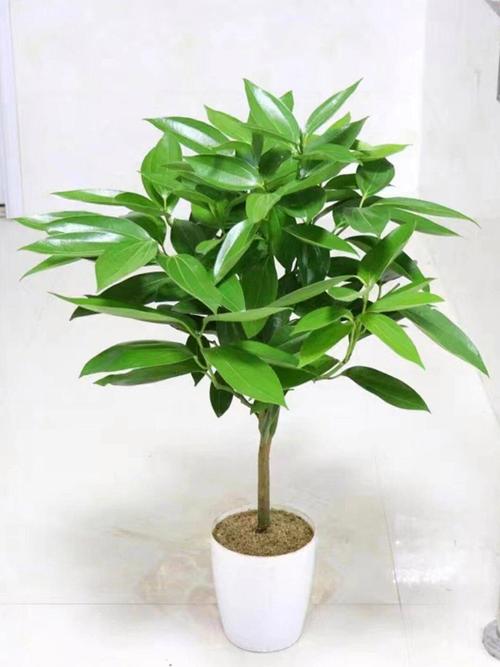 平安树常见品种有哪些？-图3