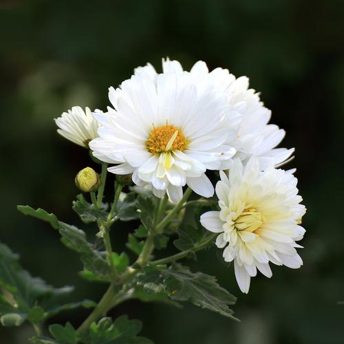 白色小菊花是什么品种？-图1