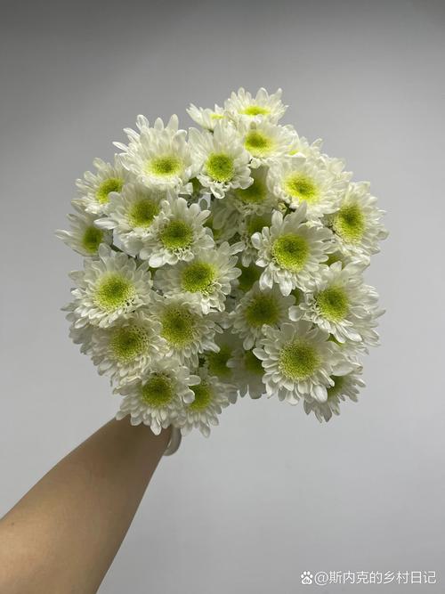 白色小菊花是什么品种？-图3