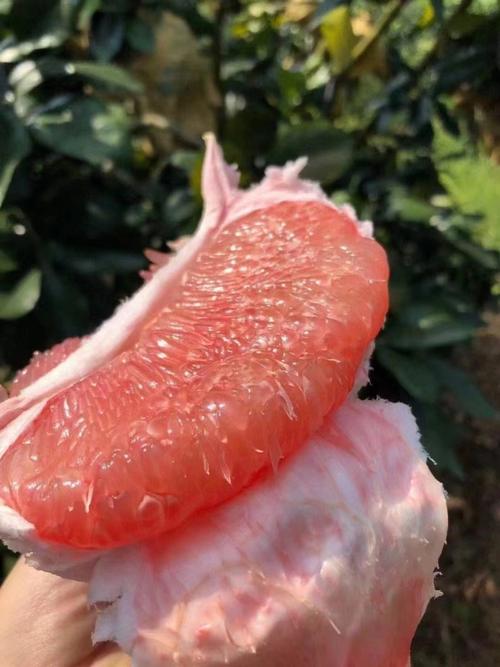 常见柚子品种有哪些？-图2