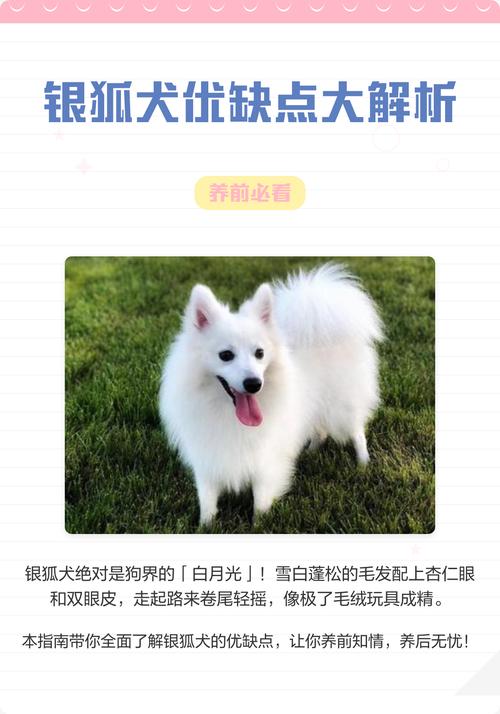 什么品种狐狸最适合当宠物饲养？-图1