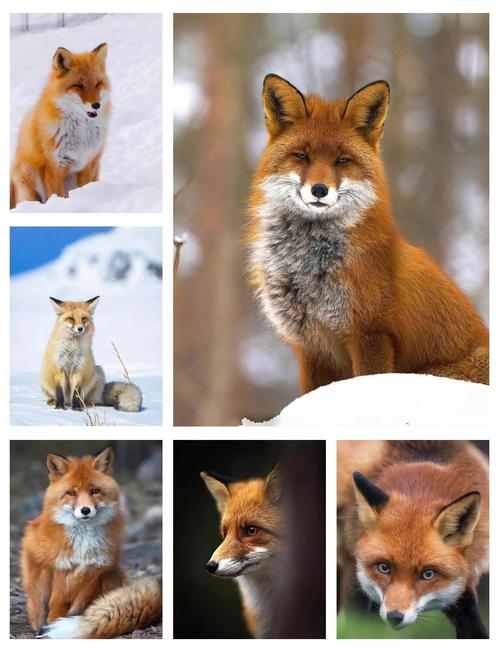 什么品种狐狸最适合当宠物饲养？-图3