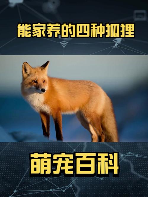 什么品种狐狸最适合当宠物饲养？-图2