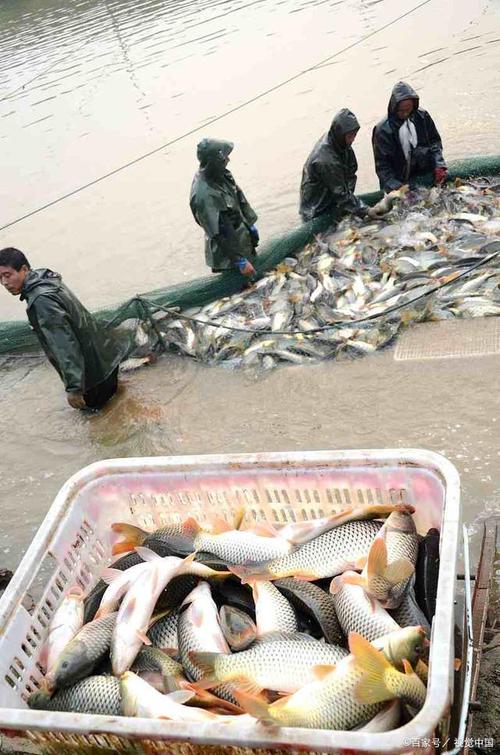 草鱼养殖技术视频高清，怎么学？-图2