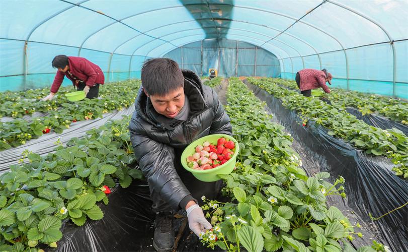 草莓大棚安装视频有哪些关键步骤？-图1