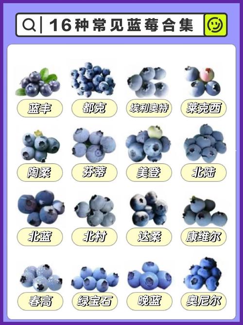 蓝莓品种挂果多的是哪个？-图3