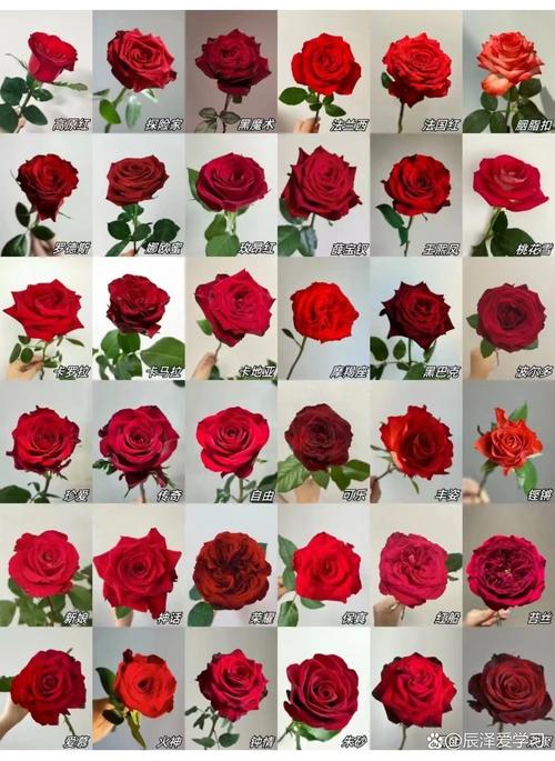 红玫瑰品种有哪些？常见品种及图片介绍。-图1