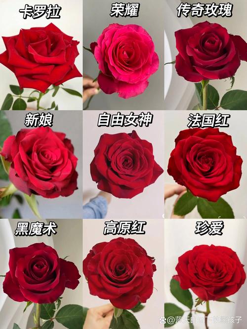 红玫瑰品种有哪些？常见品种及图片介绍。-图3