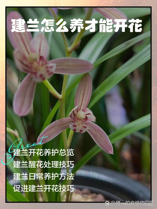 建兰不同品种开花时间有何差异？-图1