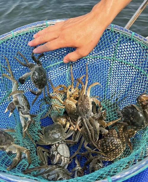 东北螃蟹养殖技术有哪些关键点？-图1