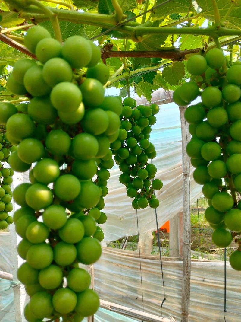 北方葡萄种植有哪些关键技术？-图1