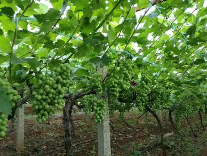 北方葡萄种植有哪些关键技术？-图2