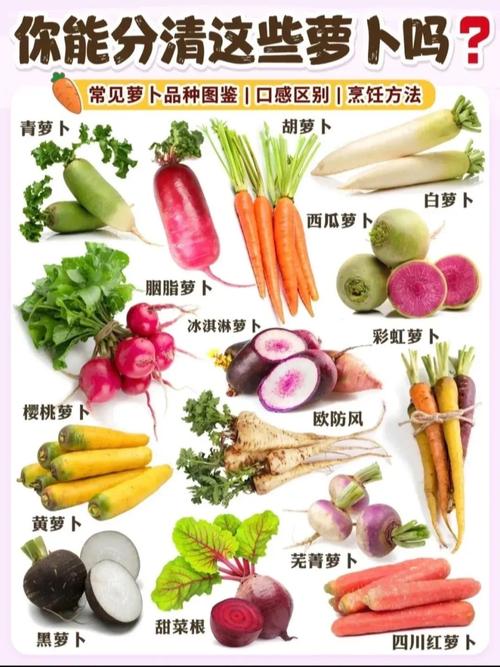 水果萝卜种植技术条件-图2