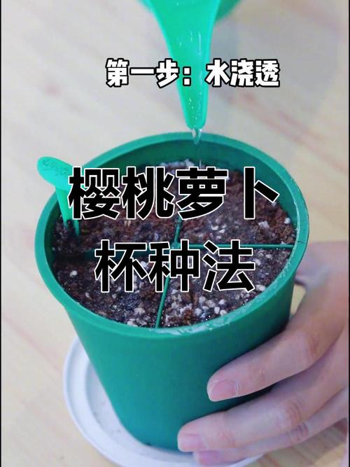水果萝卜种植技术条件-图1