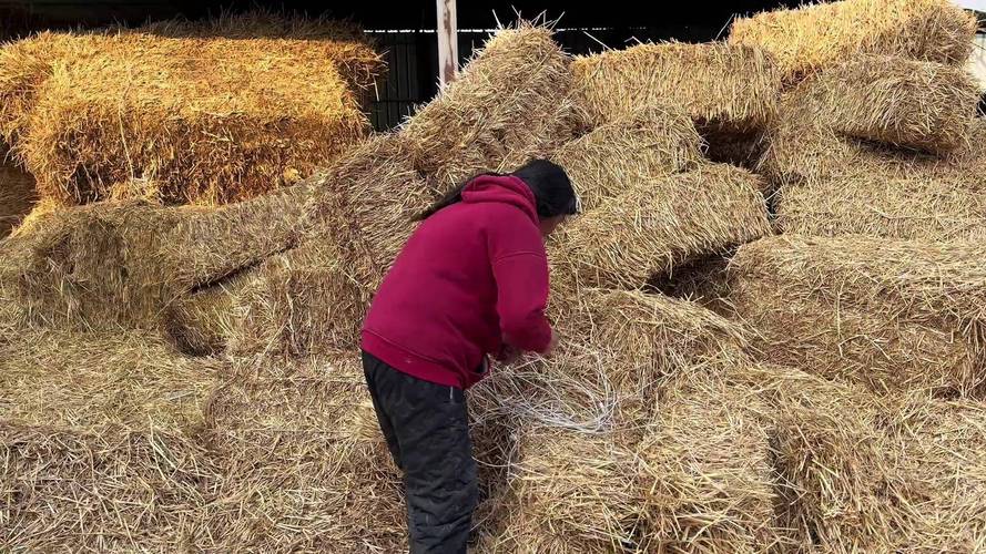 水稻秸秆养牛技术视频怎么做？-图1