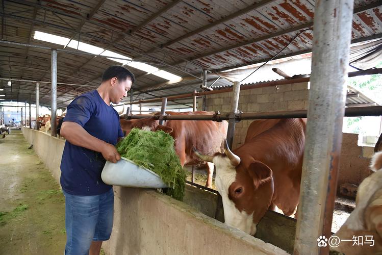 水稻秸秆养牛技术视频怎么做？-图2