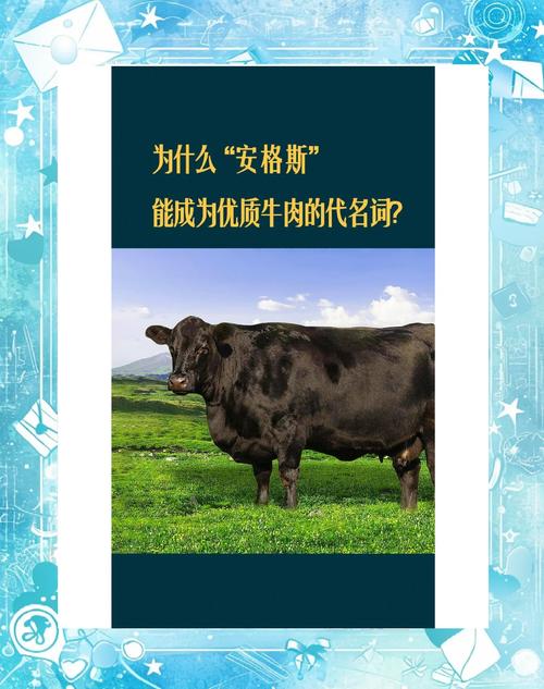 安格斯牛有哪些品种和用途？-图1