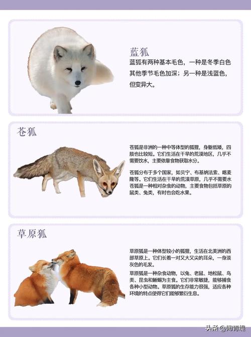 哪些狐狸品种能当宠物合法养？-图1