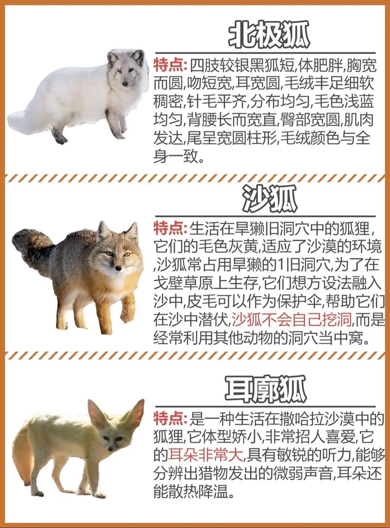 哪些狐狸品种能当宠物合法养？-图2