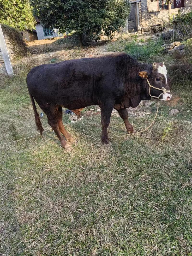 新民黑牛养殖基地地址在哪？-图1