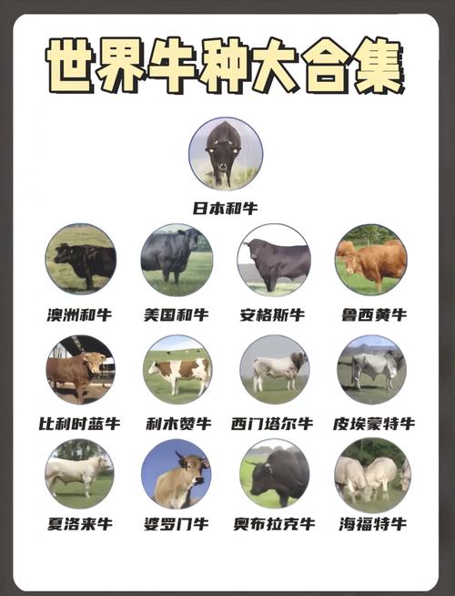 新民黑牛养殖基地地址在哪？-图2