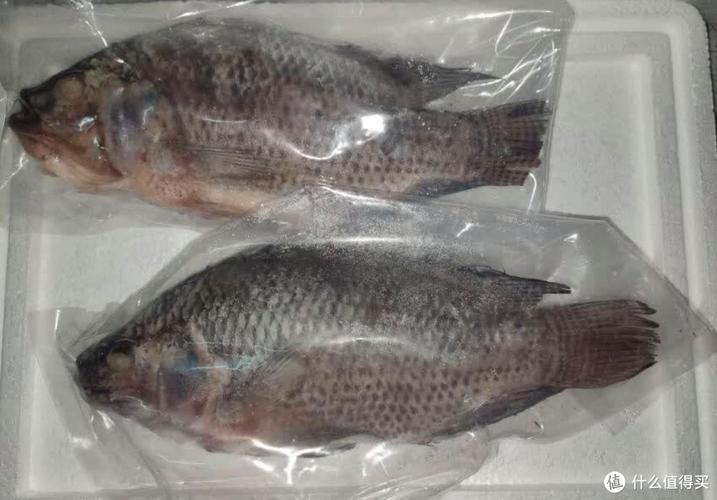 今日北京活罗非鱼价格-图2