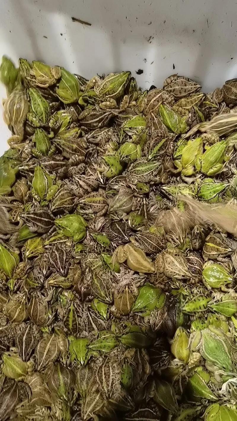 青蛙养殖成本与售价多少？-图1