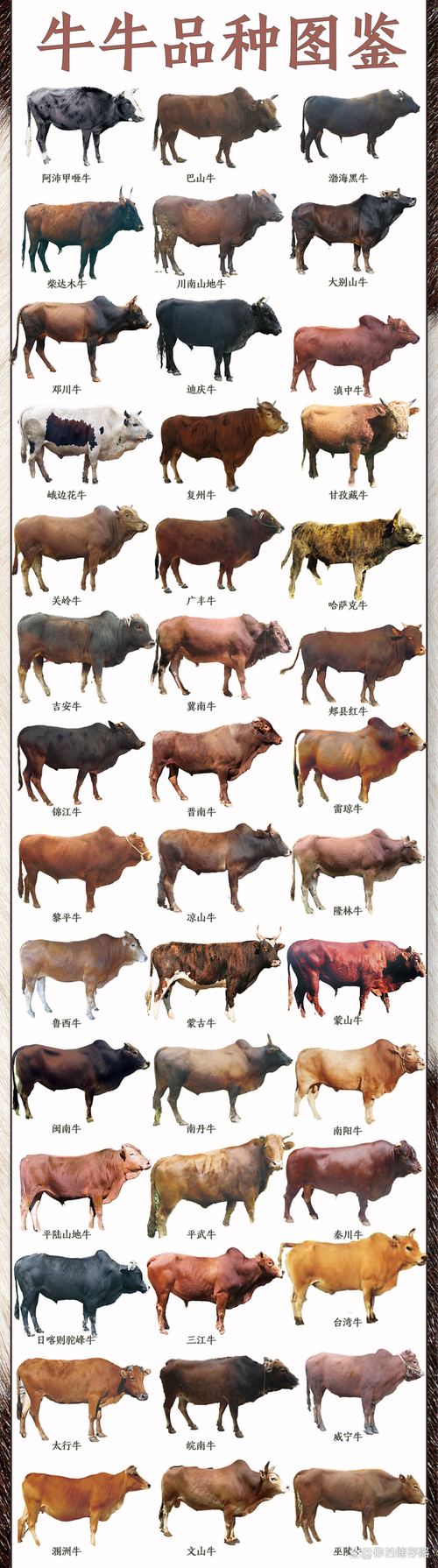 黄牛什么品种的牛最大-图1
