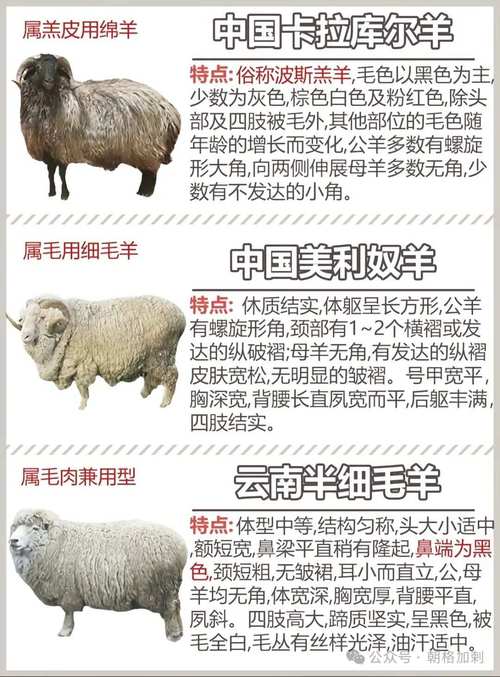 绵羊品种怎么选？看图鉴就够了吗？-图1
