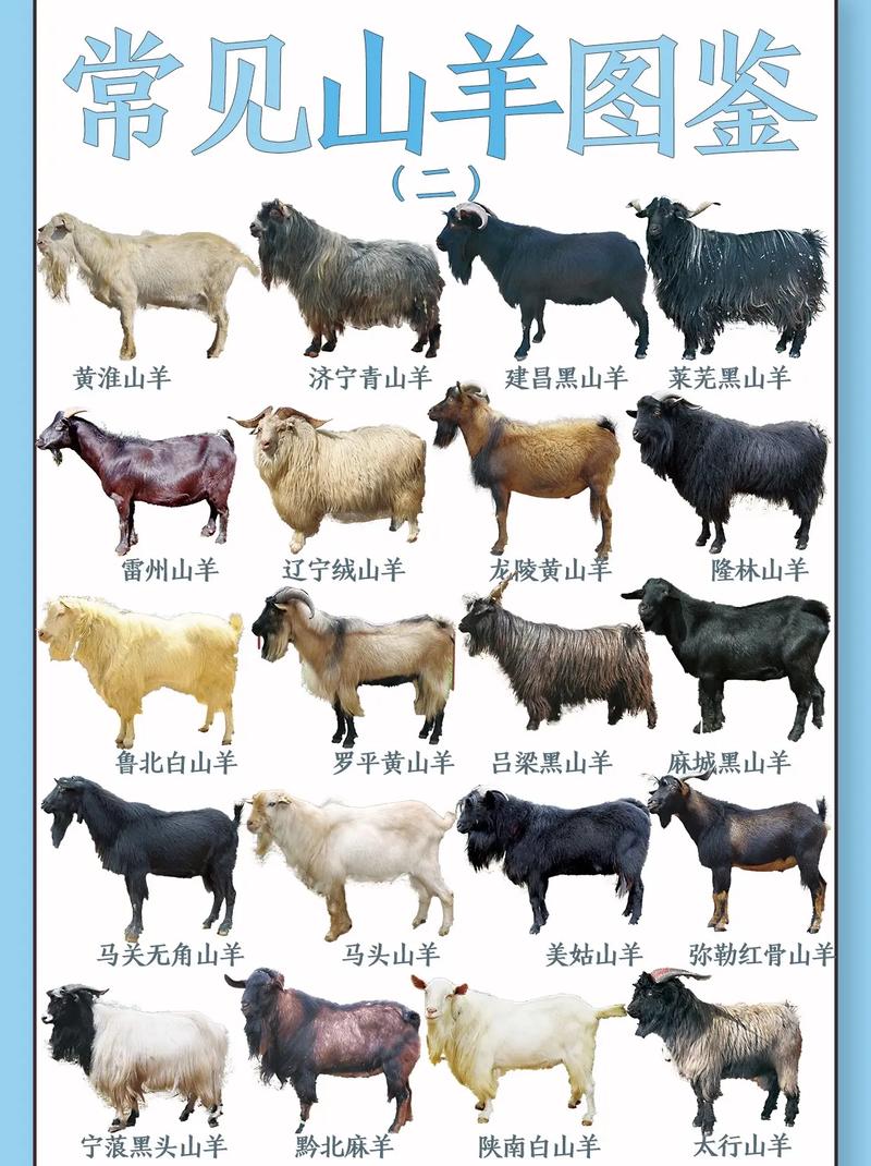 绵羊品种怎么选？看图鉴就够了吗？-图2