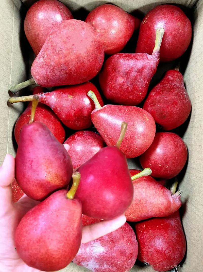 最新红梨品种有哪些？图片展示哪种最好看？-图3