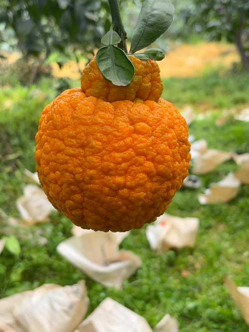 丹棱不知火种植技术有哪些要点？-图1