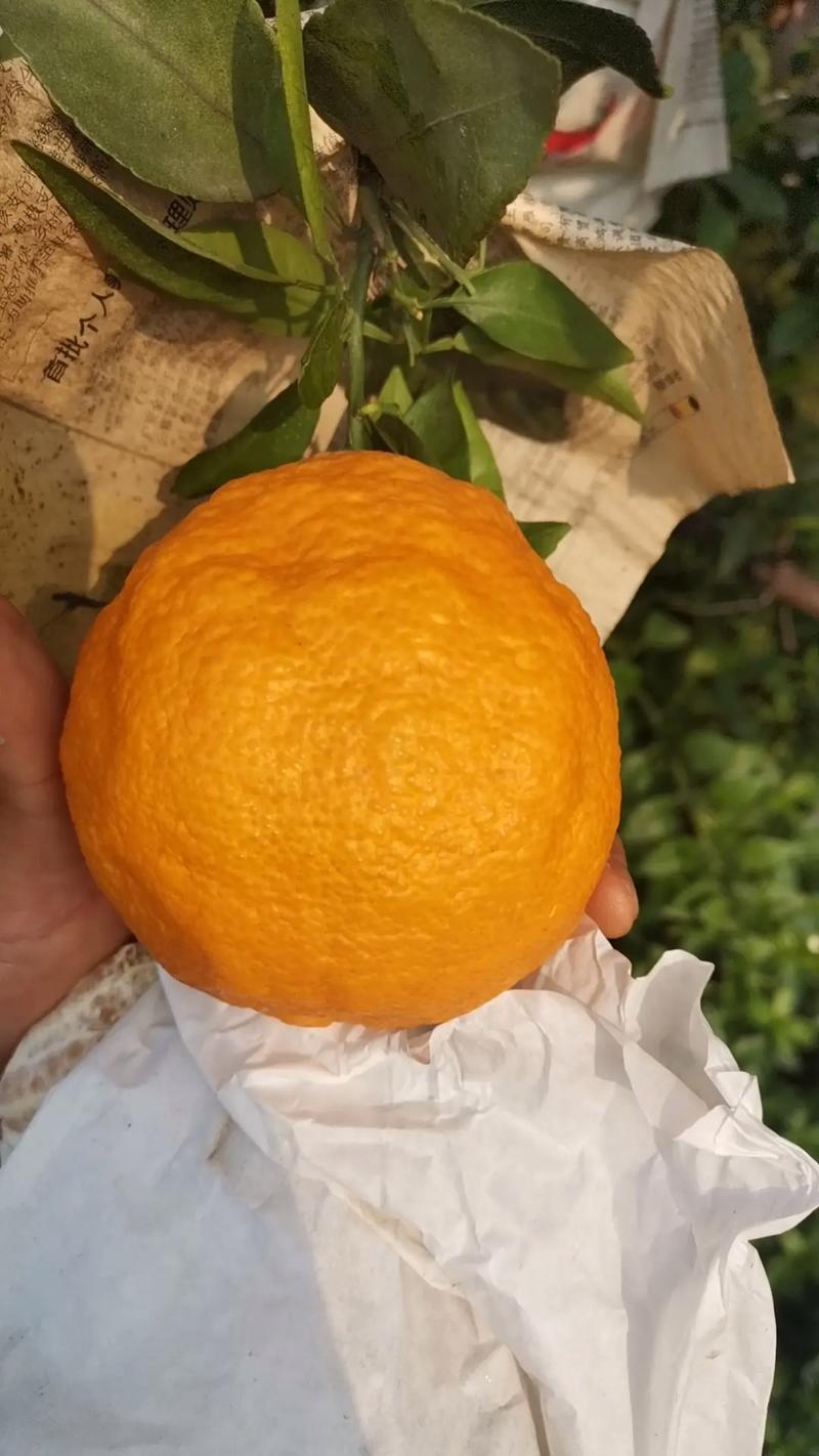 丹棱不知火种植技术有哪些要点？-图2