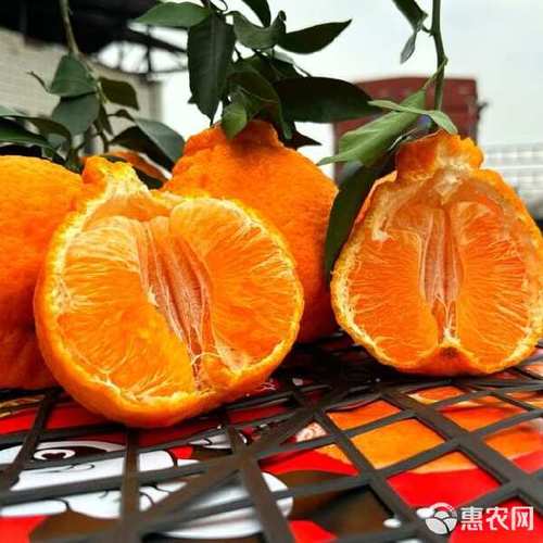 丹棱不知火种植技术有哪些要点？-图3