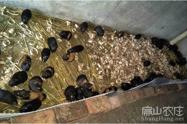 2025年商品黑豚价格会涨还是跌？-图1