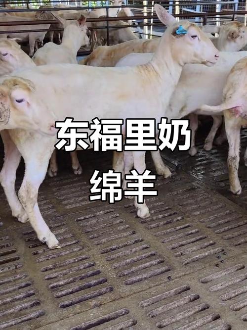 福建养奶羊，什么品种最优？-图2