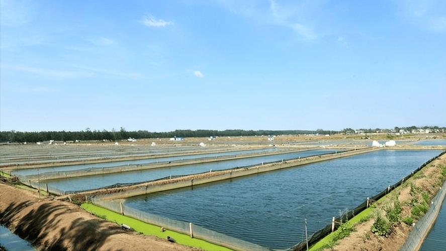 水产养殖选什么品种效益高？-图2