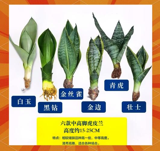 中国虎皮兰到底有多少品种？-图1