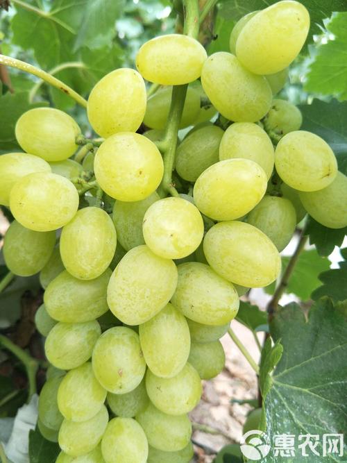 维多利亚葡萄，口感与种植特性如何？-图1