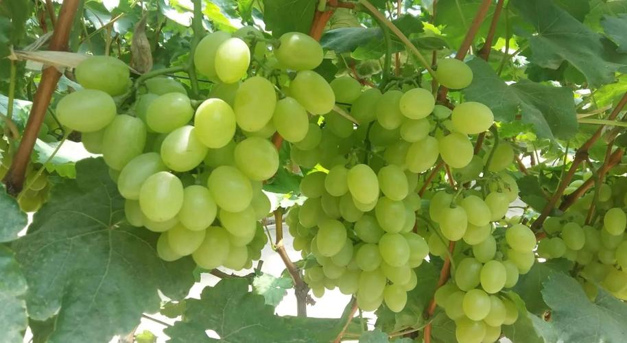 维多利亚葡萄，口感与种植特性如何？-图2