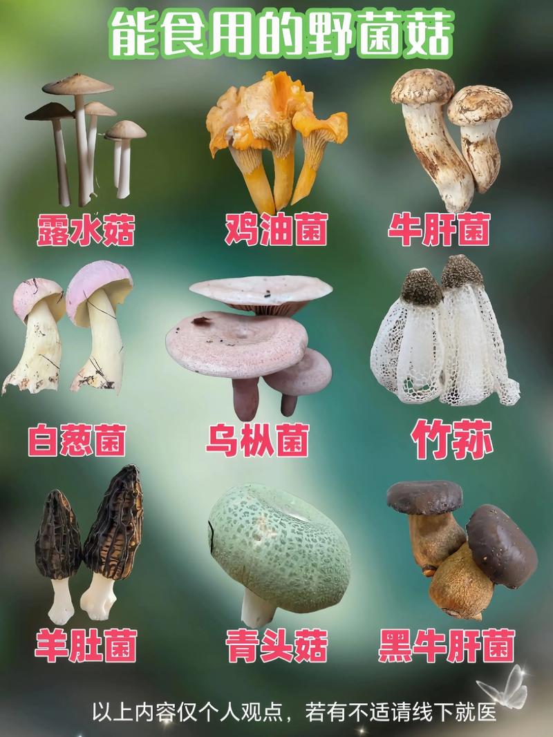 能吃蘑菇的品种及图片-图2