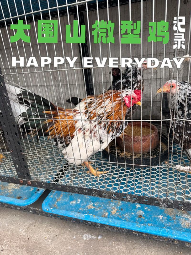 大围山微型鸡价格多少？-图1
