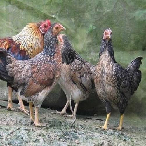 大围山微型鸡价格多少？-图3