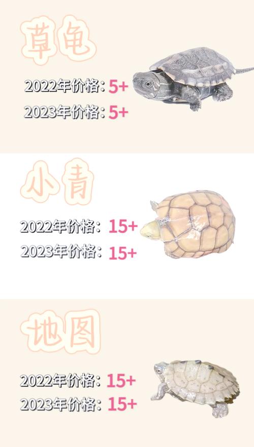 2025年龟价会涨还是跌？-图1